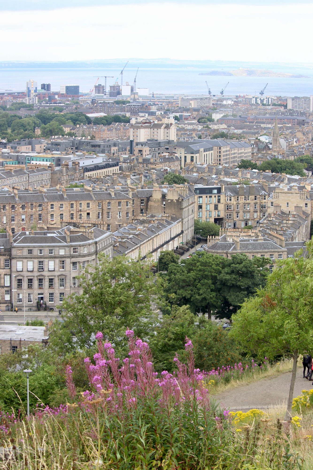 The classic Calton Hill view over New Town tenement roofs, with wildflowers in the foreground
